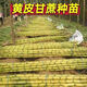 Guangxi's golden sugarcane can be planted in trays in all seasons and is easy to grow. Yellow-skinned and green-skinned sugarcane seedlings are sweet and crispy. 10 golden sugarcane seedlings are 20. 10 golden sugarcane seedlings are 3-5 buds/root. Free planting method.