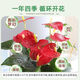 Aiyoushang anthurium potted flower plant indoor radiation protection air purification flower desktop small plant source straight hair