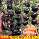 Sugar water black pearl black tomato seeds black persimmon small tomato seeds cherry tomatoes balcony potted fruit and vegetable seeds black gem tomato seeds 50 pieces trial type