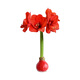 Destined Red 1 Amaryllis seed bulb imported from Peru