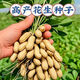 Peanut seeds super high yield and high yield No. 1 Academy of Agricultural Sciences early maturing disease-resistant and drought-resistant original seed thin shell large grain dwarf stalk Fenghua No. 1 original thin shell large grain good taste 3Jin Jin equal to 0.5 kg + planting guidance