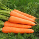 Jingdida Shandong washed carrots net weight 5Jin Jin is equal to 0.5kg, single fruit 80g + crispy, sweet and juicy, straight from the source