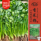 Shouhe coriander seed seedlings small leaf four-season potted vegetable seeds Weifeng small leaf coriander seed 15g about 2900 grains