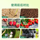 Wang Tianwang agricultural organic vegetable and flower cultivation fungal disease control functional fertilizer Hartz compound 500 million fungus granules 5 Jin Jin equal to 0.5 kg