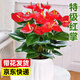 Aiyoushang anthurium potted flower plant indoor radiation protection air purification flower desktop small plant source straight hair