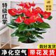 Aiyoushang anthurium potted flower plant indoor radiation protection air purification flower desktop small plant source straight hair