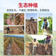Zhang Baoshan, Jiaozuo, Henan, cultivates yam with iron rods in loam soil and ancient methods. Carefully selected 5 Jin Jin is equal to 0.5 kg. Net weight. Straight from the source.