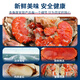 Guoxun Super Large Cooked Frozen Bread Crab Yellow Dao Crab Total Net Weight 1.6 Jin Jin equals 0.5 kg - 2.4 Jin Jin equals 0.5 kg 2 pack deep sea caught large crab full of yellow King crab imported from the UK