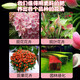 Genuine fast flowering powder phosphate fertilizer for flower cultivation, Bougainvillea camellia potted plant universal flowering promotion gardening household fast flowering powder 250g/1 bottle (free spoon)