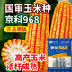 Rose Jingke 968 corn seeds, high yield, double sticks, low stems, lodging resistance, disease resistance, drought resistance and waterlogging resistance, genuine national approved white shaft, new species promotion, genuine 6Jin Jin equal to 0.5kg, can be planted on 2.2 acres of land + nutritional coating