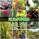 A hundred Jin Jin is equal to 0.5 kg, which is 99 urea nitrogen fertilizer, household vegetable, flower, fruit tree, corn agricultural general fertilizer, high urea 50 Jin Jin, equal to 0.5 kg, large particles