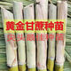 Guangxi's golden sugarcane can be planted in trays in all seasons and is easy to grow. Yellow-skinned and green-skinned sugarcane seedlings are sweet and crispy. 10 golden sugarcane seedlings are 20. 10 golden sugarcane seedlings are 3-5 buds/root. Free planting method.