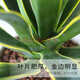 达泽侠龙舌兰盆栽室内大株多肉植物大颗老桩巨型稀有品种花卉树苗好养活 龙舌兰-多肉[原袋盆]