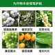 Guoguang Gibberellic Acid Citrus Grape Increases Fruit Setting Rate, Promotes Germination and Elongates Fruit Ear Growth Regulator 200ml