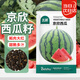 Beishu Jingxin watermelon seeds seedlings big red flesh thin skin super crispy sweet potted melon seeds Jingxin watermelon seeds about 50 pieces