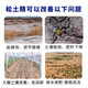 Loosening essence soil activator to loosen and improve soil compaction, plow the ground and loosen the soil artifact, no deep plowing special loosening agent, 1 bag of loosening essence