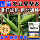 Zhengdan 958 National Approval High Yield Corn Seed Zhengdan 958 Daquan Big Stick White Shaft Resistant to Lodging and Drought Resistance Short Stem Bract National Approval Zhengdan 958 (High Yield + Stable Yield) Original 3 Jin Jin equal to 0.5 kg