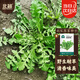 Beishu shepherd's purse seed seedlings farmhouse big leaf sowing wild vegetable seeds in all seasons farmhouse shepherd's purse seeds 10g about 50,000 grains
