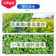 Guoguang Pesticide Guoguang Judou 30% Clopyralid Spring Wheat Annual Broad-leaf Weed Spring Rapeseed Herbicide 100ml