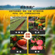 Ning'ao large-element water-soluble fertilizer high nitrogen, high phosphorus and high potassium balanced melon, fruit, tree, vegetable, agricultural flushing fertilizer for flowers 30-10-10+TE high nitrogen fertilizer 5 kg in one bag