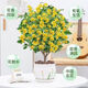 Osmanthus potted saplings, indoor living room, four-season osmanthus blooming plants, balcony courtyard flowers and green plants, easy to feed, special large pot, four-season osmanthus + blue ceramic pot to attract wealth and treasures