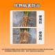 1% indolebutyric acid S-induced plant growth regulator for rice seedlings to promote rooting 500g*1 bottle