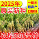 2025 newly approved strong-flavor silk seedlings rice seeds, ultra-high yield, lodging resistance, high temperature resistance, rice koji original, recommended by big users, Yufeng silk seedlings, safe planting/guaranteed after-sales, high-quality fragrant rice, ten Jin Jin is equal to 0.5 kg + seed dressing agent, affordable package, selected by big users
