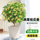 Osmanthus potted saplings, indoor living room, four-season osmanthus blooming plants, balcony courtyard flowers and green plants, easy to feed, special large pot, four-season osmanthus + blue ceramic pot to attract wealth and treasures