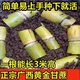 Yellow-skinned golden fruit sugarcane seedlings, four-season green-skinned farmhouse high-yielding Guangxi golden crispy, thin-skinned, sweet sugarcane with buds, 20 yellow-skinned seed sections (one bud per section)