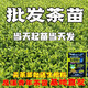 旺园兴龙井43茶苗乌牛早浙农117中茶108中黄越黄黄金芽安吉白茶绿茶叶树 中茶108茶苗100株