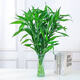 JIAHE Lucky Bamboo hydroponic plants in the living room to attract wealth Bamboo tall pothos green plants potted flowers indoor flowers new store promotion Lucky Bamboo 60-70cm 8-pack
