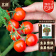 Beishu dwarf tomato seed seedlings vegetable red pearl small tomato seeds dwarf potted red tomato seeds 50 capsules