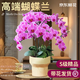 Jingdong Flowers Phalaenopsis Potted Fairy Pink 6 Foils with Buds Green Plants Flowers Living Room Decoration Send Straight Hair to Elders from the Source