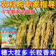 2025 newly approved strong-flavor silk seedlings rice seeds, ultra-high yield, lodging resistance, high temperature resistance, rice koji original, recommended by big users, Yufeng silk seedlings, safe planting/guaranteed after-sales, high-quality fragrant rice, ten Jin Jin is equal to 0.5 kg + seed dressing agent, affordable package, selected by big users