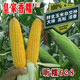 Yellow sticky corn seeds, golden sweet sticky glutinous big stick corn, waxy corn seeds, vegetable seeds, thin skin, sticky sweet, Xinnuo 628 original 200g/big stick, high viscosity and strong fragrance