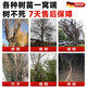 Powerful big tree root rot agent, special for removing big trees, one drop of dead tree king, rotten tree root removal, bamboo root rot agent powder, powerful root rot agent 250ml *2 bottles
