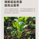 Wangtianwang soybean fermentation 2 billion beneficial bacteria spores exopolysaccharide soil conditioner household salt-adjusting alkali-resistant rooting fertilizer soil fertilizer