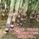 Guangxi authentic fruit black sugarcane seedlings thin skin fresh potted courtyard black sugarcane seed festival 6 sections