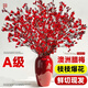 Ding diced Australian wintersweet flowers hydroponically grown fresh branches and dry branches indoor flower arrangement New Year's Eve flower plants New Year real flowers fresh cut wintersweet red series festive red 5A grade Australian wintersweet-60-80cm 8 branches