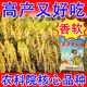 2025 newly approved strong-flavor silk seedlings rice seeds, ultra-high yield, lodging resistance, high temperature resistance, rice koji original, recommended by big users, Yufeng silk seedlings, safe planting/guaranteed after-sales, high-quality fragrant rice, ten Jin Jin is equal to 0.5 kg + seed dressing agent, affordable package, selected by big users