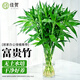 JIAHE Lucky Bamboo hydroponic plants in the living room to attract wealth Bamboo tall pothos green plants potted flowers indoor flowers new store promotion Lucky Bamboo 60-70cm 8-pack