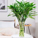 JIAHE Lucky Bamboo hydroponic plants in the living room to attract wealth Bamboo tall pothos green plants potted flowers indoor flowers new store promotion Lucky Bamboo 60-70cm 8-pack