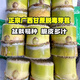 Yellow-skinned golden fruit sugarcane seedlings, four-season green-skinned farmhouse high-yielding Guangxi golden crispy, thin-skinned, sweet sugarcane with buds, 20 yellow-skinned seed sections (one bud per section)