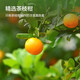 Tong Ren Tang (TRT) authentic Xinhui 10 old tangerine peels 105g Guangdong Xinhui Dahongpi 10 dried tangerine peels elder gift health tea