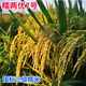 Long-grain glutinous rice seed Nuoliangyou No. 7 is suitable for mid-season rice cultivation in the middle and lower reaches of the Yangtze River. Nuoliangyou No. 7 500g/bag 500g/bag