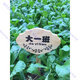 定制木牌子公园菜园菜地木质草地种植区指示牌立式插地牌爱护花草 40*24CM