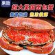Guoxun Super Large Cooked Frozen Bread Crab Yellow Dao Crab Total Net Weight 1.6 Jin Jin equals 0.5 kg - 2.4 Jin Jin equals 0.5 kg 2 pack deep sea caught large crab full of yellow King crab imported from the UK