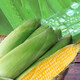 Yellow sticky corn seeds, golden sweet sticky glutinous big stick corn, waxy corn seeds, vegetable seeds, thin skin, sticky sweet, Xinnuo 628 original 200g/big stick, high viscosity and strong fragrance