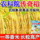 2025 newly approved strong-flavor silk seedlings rice seeds, ultra-high yield, lodging resistance, high temperature resistance, rice koji original, recommended by big users, Yufeng silk seedlings, safe planting/guaranteed after-sales, high-quality fragrant rice, ten Jin Jin is equal to 0.5 kg + seed dressing agent, affordable package, selected by big users