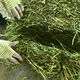 Alfalfa hay, fodder for cattle, sheep and horses, alfalfa fodder for alpacas, large zoo feed, alfalfa 10kg